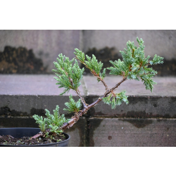 Jalowiec łuskowy Holger - Juniperus squamata 0003