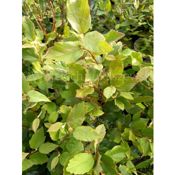 Fotergilla olszolistna Carolina (Brian Upchurch)-Fothergilla gardenii