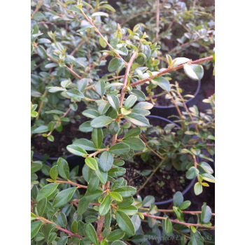 Irga okrywowa-Cotoneaster