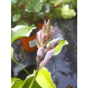 Funkia z białymi obrzeżami-Hosta