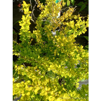 Berberys Thunberga Sunsation-Berberis thunbergii