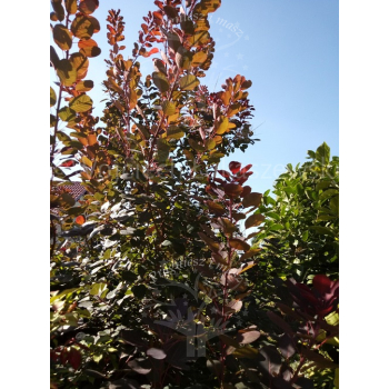 Perukowiec podolski Royal Purple-Cotinus coggygria