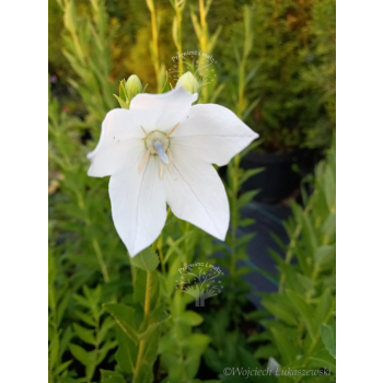 Platykodon biały-Platycodon grandiflorus
