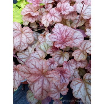 Żuraweczka-Heucherella Copper Cascade
