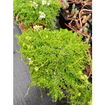 Macierzanka wczesna-Thymus praecox Albiflorus