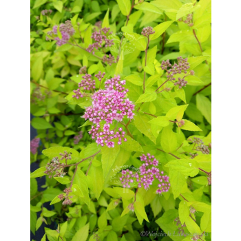 Tawuła japońska Golden Princess-Spiraea japonica