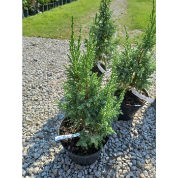Jałowiec Pinga Loderi-Juniperus pingii