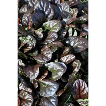 Dąbrówka rozesłana Mahogany - Ajuga reptans