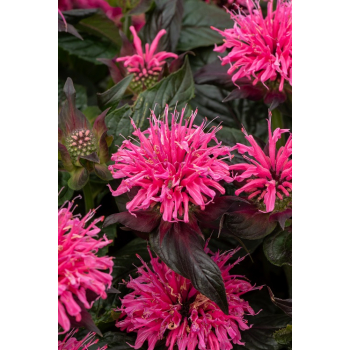 Pysznogłówka ogrodowa Baby Spice - Monarda hybrida Baby Spice