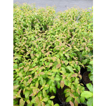 Dereń powabny Lady Jane-Cornus amomum