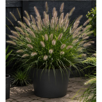 Rozplenica japońska  Cassian - Pennisetum alopecuroides