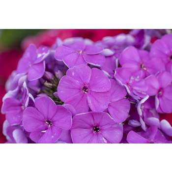 Płomyk wiechowaty Lavendelwolke - Phlox paniculata