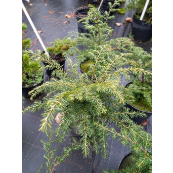 Choina kanadyjska-Tsuga canadensis