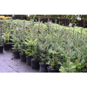 Jodła Frasera-Abies fraseri