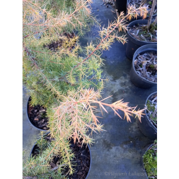 Jałowiec pospolity Kalebab - Juniperus communis