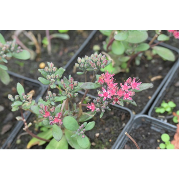 Rozchodnik naskalny Bertram Anderson - Sedum hybridum
