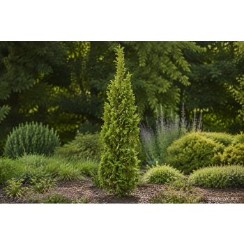Żywotnik zachodni Brobeck's Tower - Thuja occidentalis