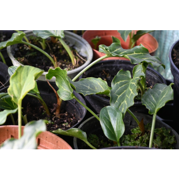 Obrazki włoskie - Arum italicum