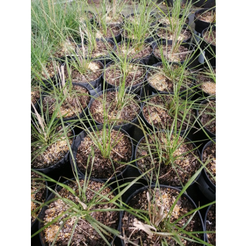 Rozplenica japońska Hameln - Pennisetum alopecuroides