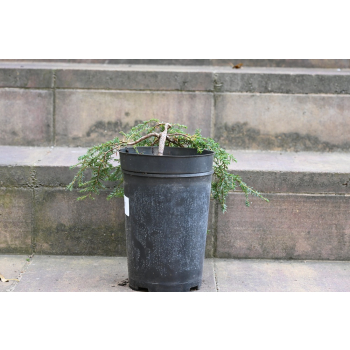 Choina kanadyjska Cole's Prostrate -Tsuga canadensis 0007