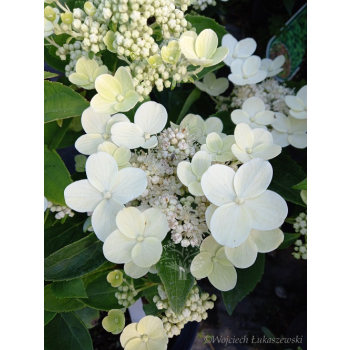 Hortensja bukietowa Dharuma-Hydrangea paniculata