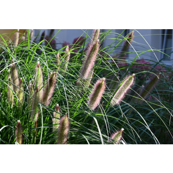 Rozplenica japońska Red Head - Pennisetum alopecuroides