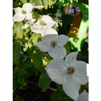 Dereń kousa-Cornus kousa var. chinensis