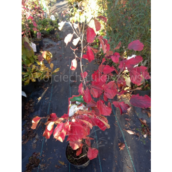 Fotergilla większa-Fothergilla major