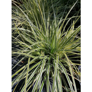 Turzyca oszimska K2 - Carex oshimensis