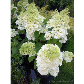 Hortensja bukietowa Magical Moonlight-Hydrangea paniculata