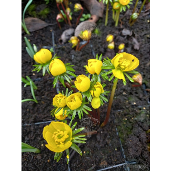 Rannik cylicyjski - Eranthis cilicica Rannik cylicyjski - Eranthis cilicica