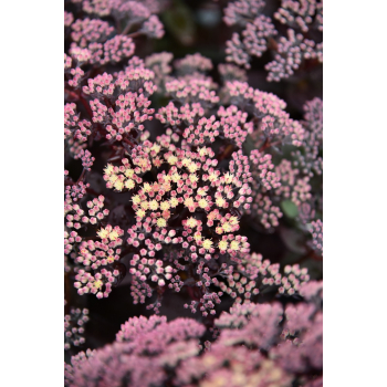 Rozchodnik ogrodowy Globe Yellow - Sedum hybridum