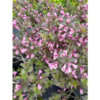 Krzewuszka cudowna Nana Purpurea-Weigela florida