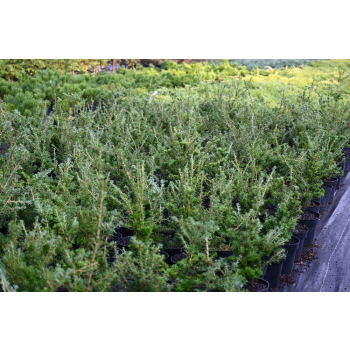 Choina Martensa - Tsuga mertensiana