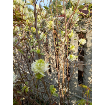 Fotergilla olszolistna Suzanne-Fothergilla gardenii