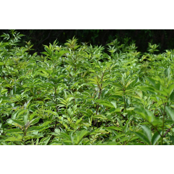 Bez koralowy - Sambucus racemosa