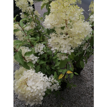 Hortensja bukietowa Phantom-Hydrangea paniculata