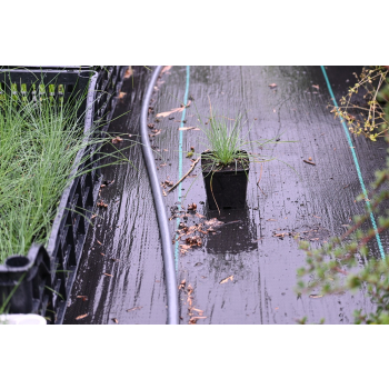Kostrzewa sina Blue Select - Festuca glauca