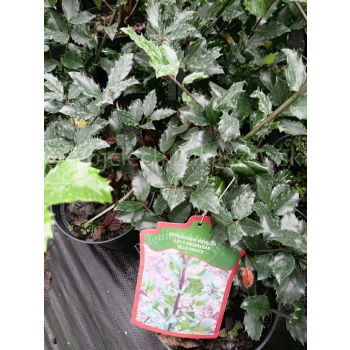 Ostrokrzew Blue Prince-Ilex x meserveae