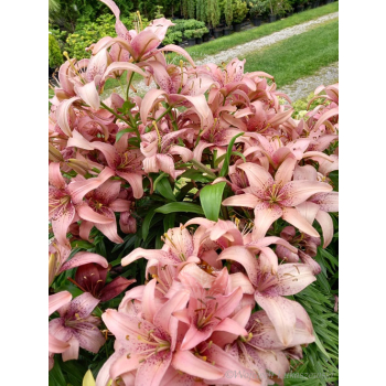 Lilia azjatycka Sorocaba-Lilium asiatic