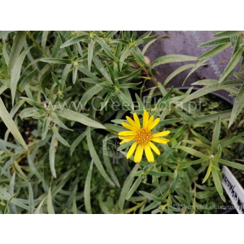 Oman wąskolistny - Inula ensifolia Compacta