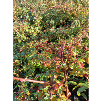 Irga Dammera Cardinal-Cotoneaster dammeri