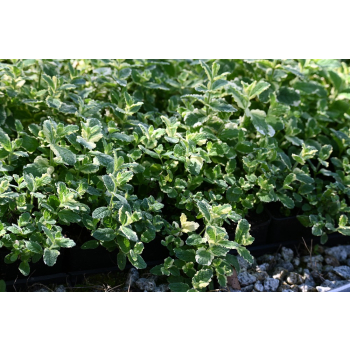 Mięta Variegata - Mentha rotundifolia