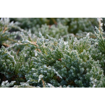Jałowiec łuskowy Blue Carpet - Juniperus squamata