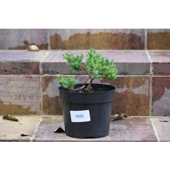 Jałowiec rozesłany Nana - Juniperus procumbens 0025
