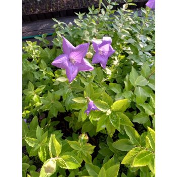 Platykodon niebieski - Platycodon grandiflorus
