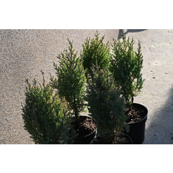 Jałowiec chiński Stricta - Juniperus chinensis
