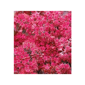 Rozchodnik naskalny Bertram Anderson - Sedum hybridum