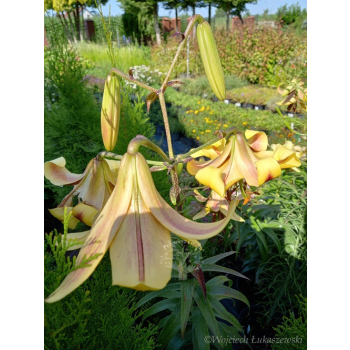 Lilia drzewiasta Debby-Lilium oriental