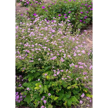 Bodziszek Karen Wouters - Geranium hybrida